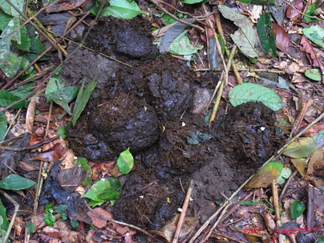 016 OSSELE Feces Elephant IMG_2249WTMK.JPG