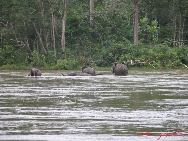 017 OSSELE Elephants IMG_2219WTMK.JPG