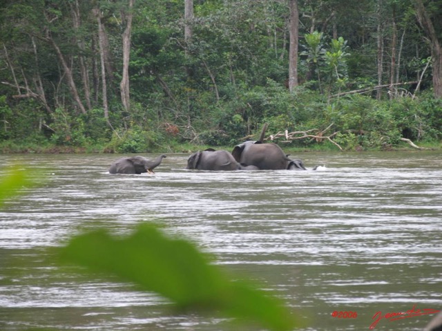 018 OSSELE Elephants IMG_2223WTMK.JPG