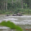 018 OSSELE Elephants IMG_2223WTMK.JPG