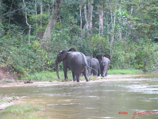 020 OSSELE Elephants IMG_2232WTMK.JPG