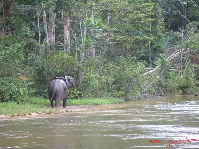021 OSSELE Elephants IMG_2234WTMK.JPG