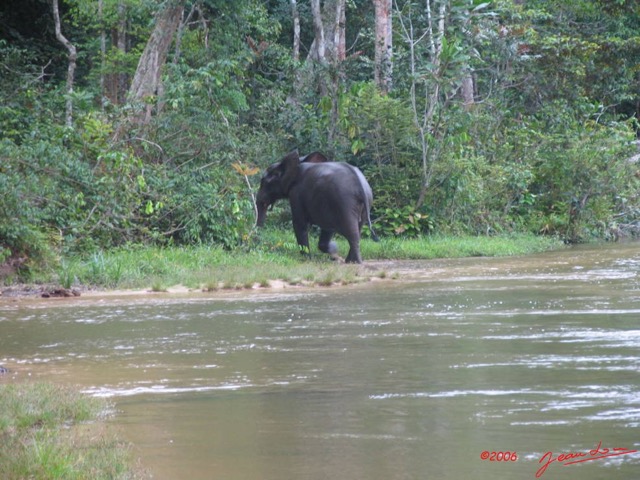 022 OSSELE Elephants IMG_2235WTMK.JPG