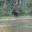 022 OSSELE Elephants IMG_2235WTMK.JPG