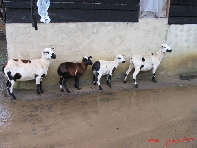 028 OSSELE Chevres sous la Pluie IMG_2294WTMK.JPG