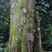 006 SIBANG Arbre 9E5K2IMG_53500wtmk.jpg