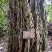 007 SIBANG Arbre a Cadenas 9E5K2IMG_53501wtmk.jpg