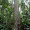 012 Sibang Arbre Acajou Pano 4awtmk.jpg