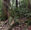 015 Sibang Arbre de Croissance Pano 6awtmk.jpg