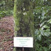 017 SIBANG Arbre Ebene 9E5K2IMG_53519wtmk.jpg