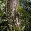 018 SIBANG Arbre et Ficus Etrangleur 9E5K2IMG_53460wtmk.jpg
