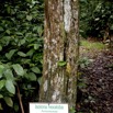 019 SIBANG Arbre Feup 9E5K2IMG_53487wtmk.jpg