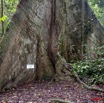 020 SIBANG Arbre Fromager Kapok 9E5K2IMG_53492wtmk.jpg