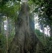 025 Sibang Arbre Kapok Pano 1awtmk.jpg