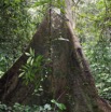026 Sibang Arbre Kapok Pano 3awtmk.jpg