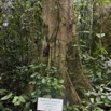 027 SIBANG Arbre Mvana 9E5K2IMG_53481wtmk.jpg