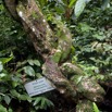 028 SIBANG Arbre Orone 9E5K2IMG_53486wtmk.jpg