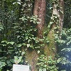 033 SIBANG Arbre Sorro 9E5K2IMG_53484wtmk.jpg