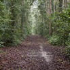 036 SIBANG Chemin dans la Foret 9E5K2IMG_53466wtmk.jpg