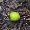038 SIBANG Fruit Douka 9E5K2IMG_53536wtmk.jpg