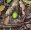 039 SIBANG Fruit Mangue Sauvage Odika 9E5K2IMG_53461wtmk.jpg