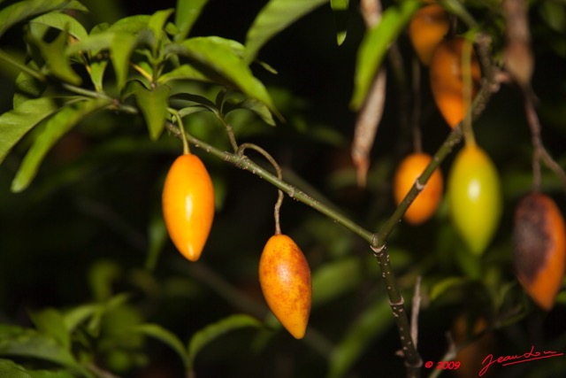 054 BWITI Iboga Fruits 9E5KIMG_50905wtmk.jpg