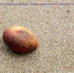 015 Cap Esterias Arbre Combretaceae Badamier Terminalia catappa Fruit Mur 15E5K3IMG_113732wtmk.jpg