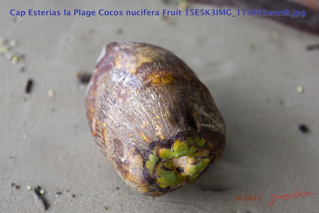 041 Cap Esterias la Plage Cocos nucifera Fruit 15E5K3IMG_113895wtmk.jpg