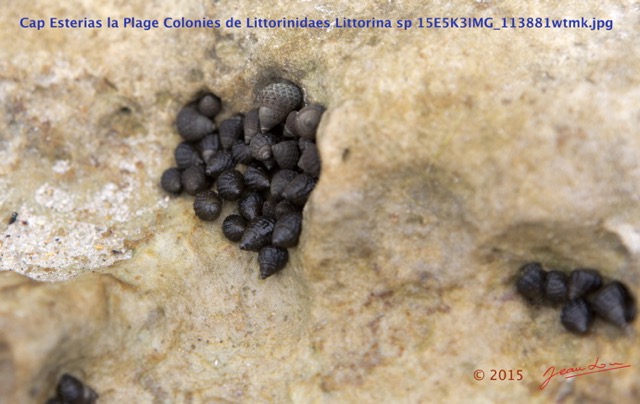 042 Cap Esterias la Plage Colonies de Littorinidaes Littorina sp 15E5K3IMG_113881wtmk.jpg