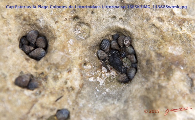 043 Cap Esterias la Plage Colonies de Littorinidaes Littorina sp 15E5K3IMG_113888wtmk.jpg