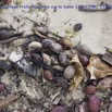 048 Cap Esterias la Plage Fruits Badames sur le Sable 15E5K3IMG_113828wtmk.jpg