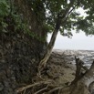 049 Cap Esterias la Plage Mur Arbre et Racines 15E5K3IMG_113868wtmk.jpg