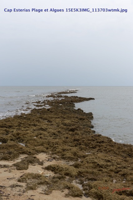 061 Cap Esterias Plage et Algues 15E5K3IMG_113703wtmk.jpg