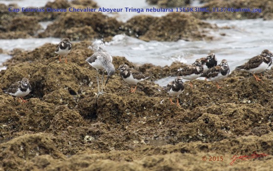 062 Cap Esterias Oiseau Chevalier Aboyeur Tringa nebularia 15E5K3IMG_113746wtmk.jpg
