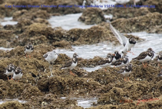063 Cap Esterias Oiseau Chevalier Aboyeur Tringa nebularia 15E5K3IMG_113748wtmk.jpg