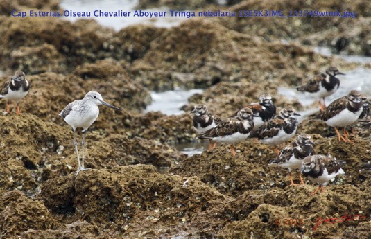 064 Cap Esterias Oiseau Chevalier Aboyeur Tringa nebularia 15E5K3IMG_113749wtmk.jpg