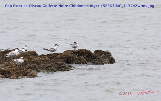067 Cap Esterias Oiseau Guifette Noire Chlidonias niger 15E5K3IMG_113742wtmk.jpg