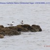 067 Cap Esterias Oiseau Guifette Noire Chlidonias niger 15E5K3IMG_113742wtmk.jpg