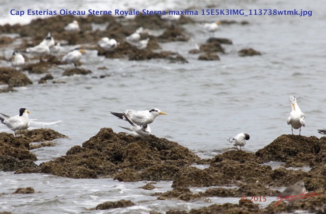 069 Cap Esterias Oiseau Sterne Royale Sterna maxima 15E5K3IMG_113738wtmk.jpg