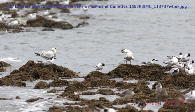 070 Cap Esterias Oiseau Sterne Royale Sterna maxima et Guifettes 15E5K3IMG_113737wtmk.jpg