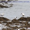 070 Cap Esterias Oiseau Sterne Royale Sterna maxima et Guifettes 15E5K3IMG_113737wtmk.jpg