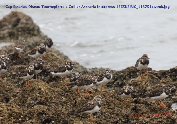 071 Cap Esterias Oiseau Tournepierre a Collier Arenaria interpress 15E5K3IMG_113754awtmk.jpg