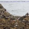 071 Cap Esterias Oiseau Tournepierre a Collier Arenaria interpress 15E5K3IMG_113754awtmk.jpg