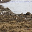 072 Cap Esterias Oiseau Tournepierre a Collier Arenaria interpress 15E5K3IMG_113754wtmk.jpg