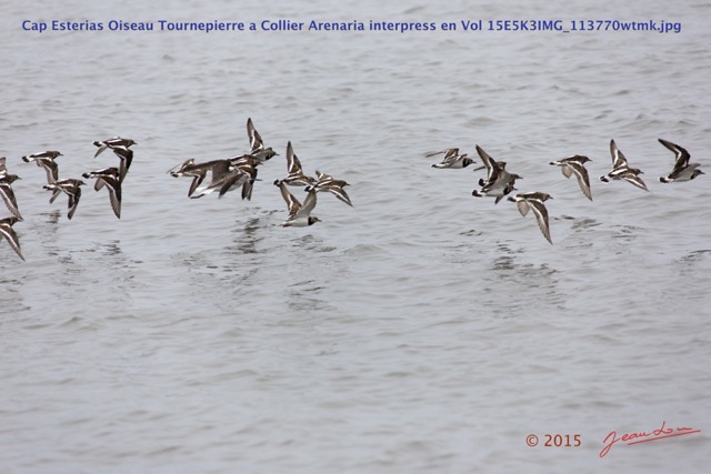 073 Cap Esterias Oiseau Tournepierre a Collier Arenaria interpress en Vol 15E5K3IMG_113770wtmk.jpg