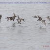 073 Cap Esterias Oiseau Tournepierre a Collier Arenaria interpress en Vol 15E5K3IMG_113770wtmk.jpg