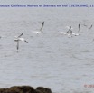 076 Cap Esterias Oiseaux Guifettes Noires et Sternes en Vol 15E5K3IMG_113777wtmk.jpg