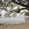 077 Cap Esterias Plage et Arbre 15E5K3IMG_113691wtmk.jpg