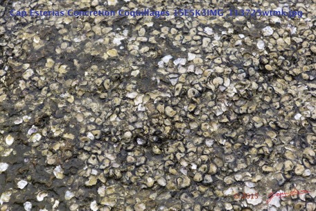 093 Cap Esterias Concretion Coquillages 15E5K3IMG_113725wtmk.jpg