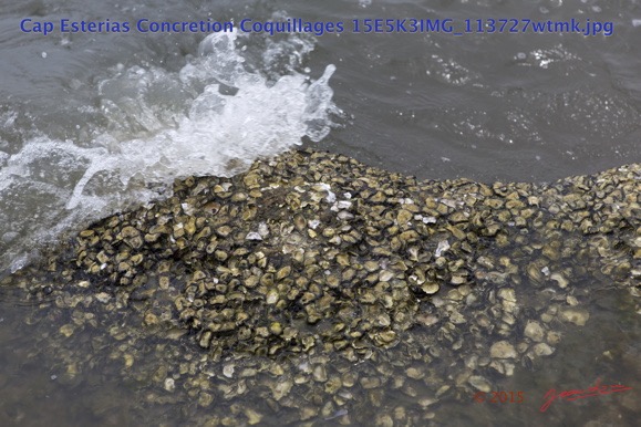 094 Cap Esterias Concretion Coquillages 15E5K3IMG_113727wtmk.jpg